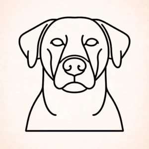 Borador