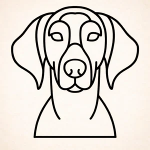 Duitse korthaar pointer