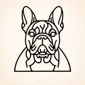 Franse bulldog