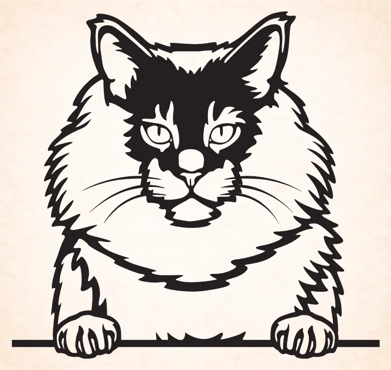 Maine Coon