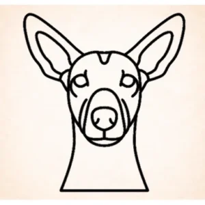 Mexicaanse naakthond (Xoloitzcuintli)