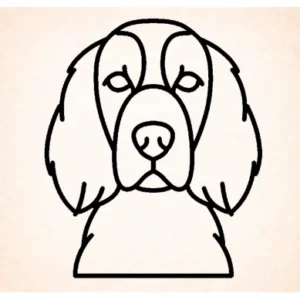 Setter (Ierse rood en wit)