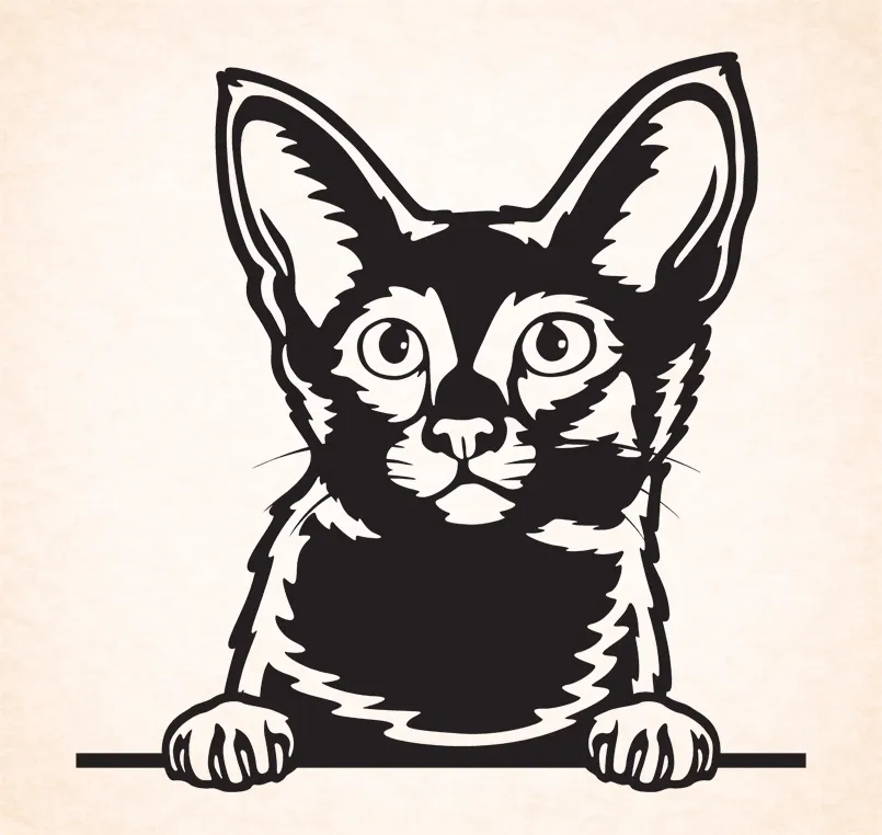 Siamees - Javanese