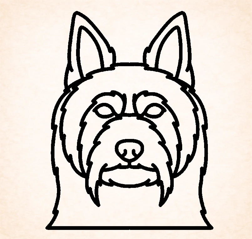 Silky terrier