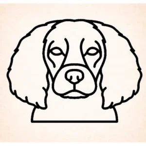 Spaniel (Boykin)
