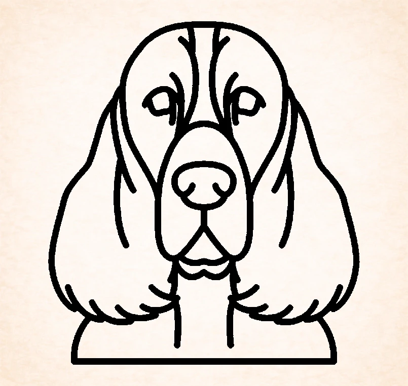 Spaniel (English Springer)