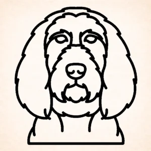Spinone Italiano