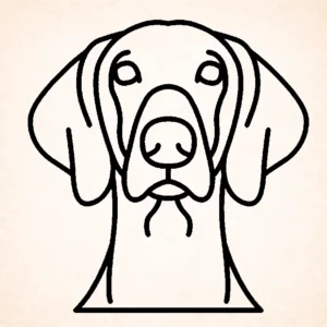 Weimaraner