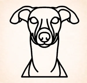 Whippet