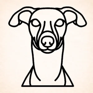 Whippet